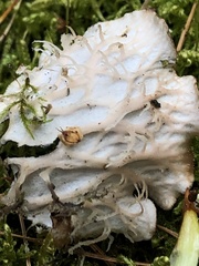 Peltigera membranacea