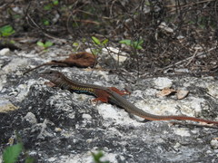 Aspidoscelis angusticeps