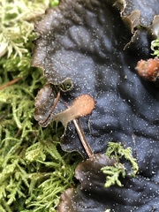 Peltigera membranacea