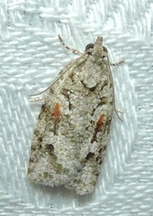 Acropolitis canana