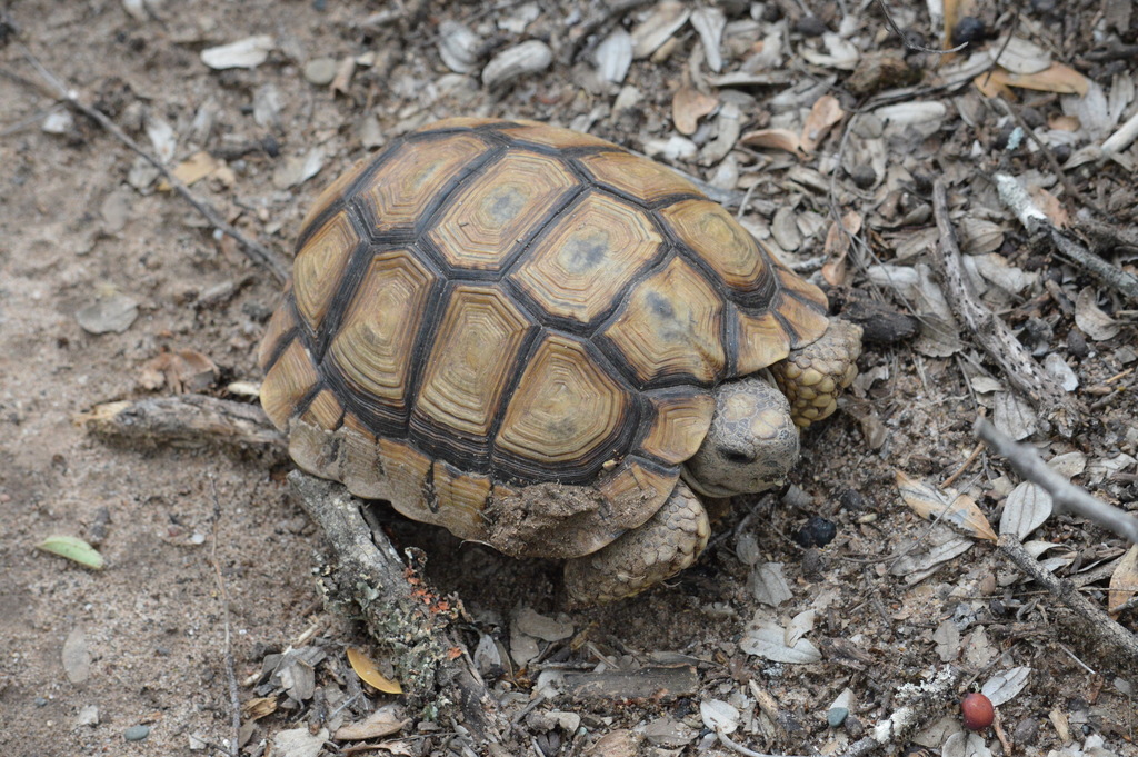 Chaco Tortoise in December 2014 by Jose Luis Navarro · iNaturalist