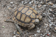Chelonoidis chilensis