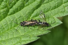 Macrophya carinthiaca