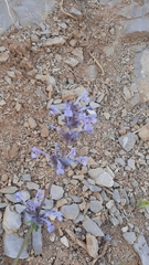 Nepeta cilicia