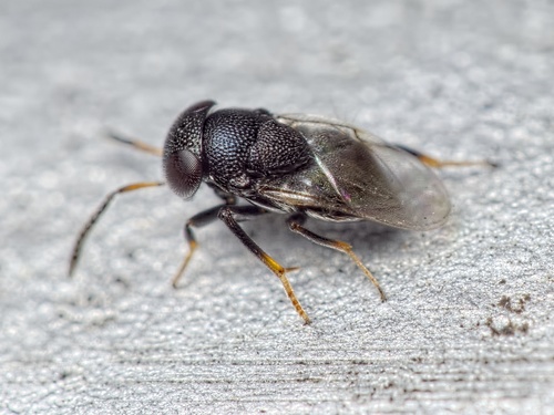 Cowperia areolata