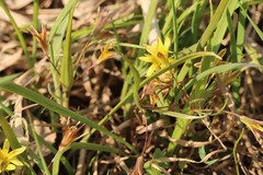 Gagea granulosa