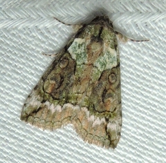 Calathusa glaucopasta