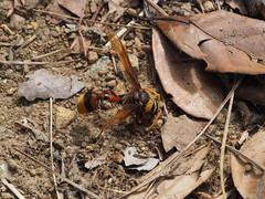 Delta pyriforme pyriforme