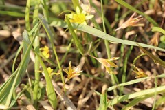 Gagea granulosa