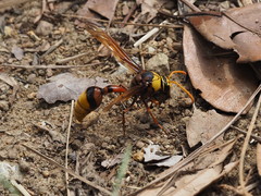 Delta pyriforme pyriforme