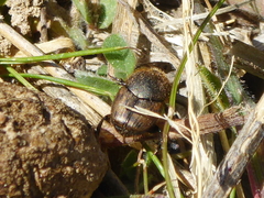 Onthophagus maki