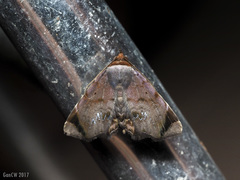 Mecodina albodentata