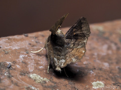 Amphigonia motisigna