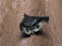 Pangrapta aviusalis