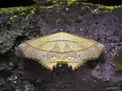 Nicevillea epiplemoides