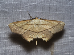 Nicevillea epiplemoides