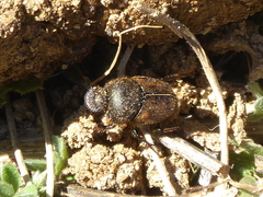 Onthophagus maki