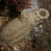 Obese Ascidian - Photo (c) Dan Monceaux, some rights reserved (CC BY-NC)