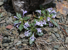 Ajuga makinoi
