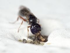 Passaloecus pictus