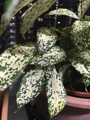 Dracaena surculosa