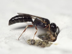 Passaloecus pictus