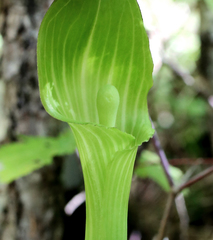 Arisaema nikoense