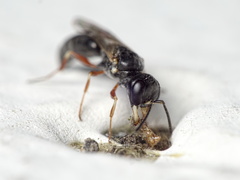 Passaloecus pictus