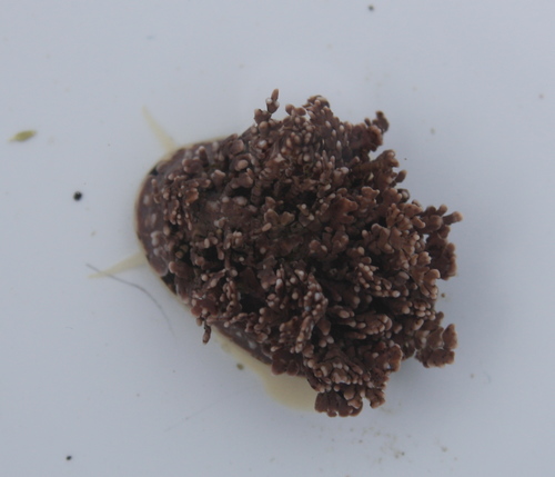 Lottiidae