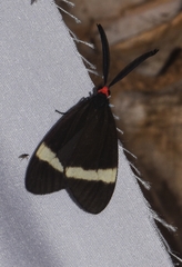 Pidorus