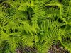 Western Lady Fern - Photo (c) Neil Gilham, some rights reserved (CC BY-NC), uploaded by Neil Gilham