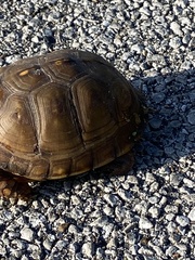 Terrapene carolina