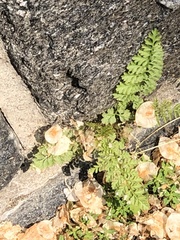 Corydalis heterocarpa