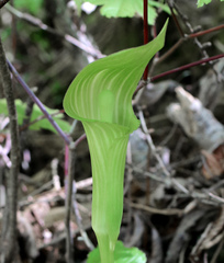 Arisaema nikoense