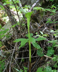 Arisaema nikoense