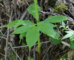 Arisaema nikoense