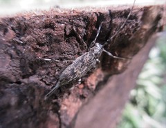 Graphisurus fasciatus