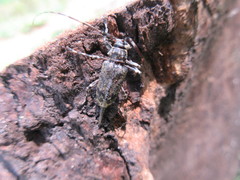 Graphisurus fasciatus