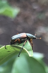 Macrodactylus sericinus