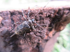 Graphisurus fasciatus