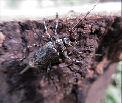 Graphisurus fasciatus