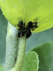 Aphis hederae