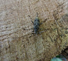 Graphisurus fasciatus