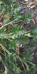 Potentilla tobolensis