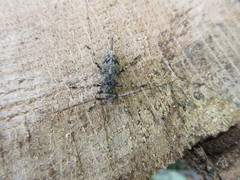 Graphisurus fasciatus