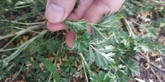 Potentilla tobolensis