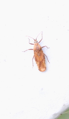 Trachypeplus chinensis