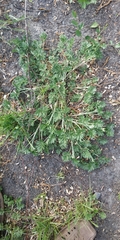 Potentilla tobolensis
