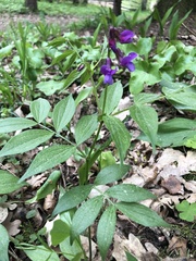 Lathyrus vernus