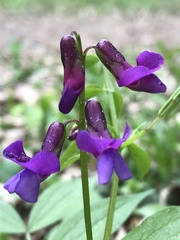 Lathyrus vernus